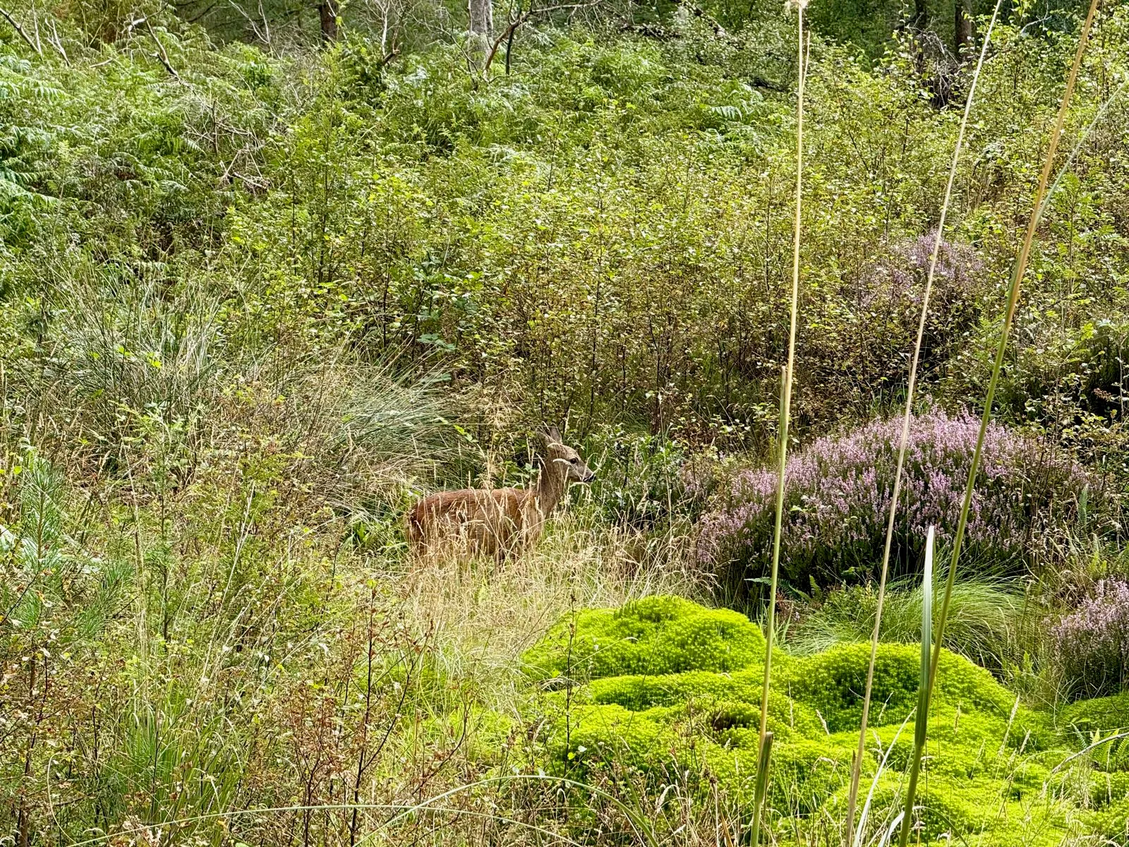 A young deer standing among lush greenery and wildflowers in a forest setting.