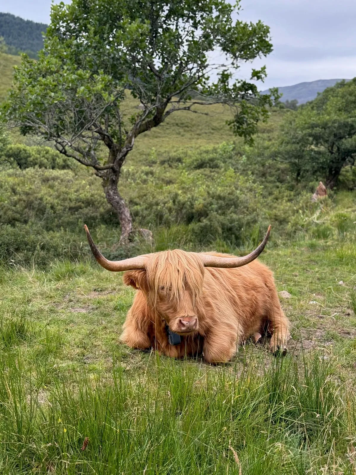 A Highland Cattle resting in a grassy field with a tree in the background.